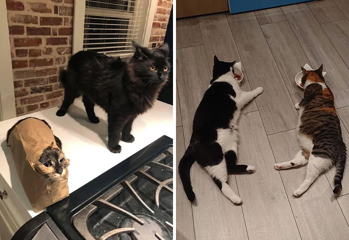 Double Trouble Alert: 32 Cat Duos That Are Twice As Cute!