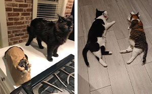 Double Trouble Alert: 32 Cat Duos That Are Twice As Cute!
