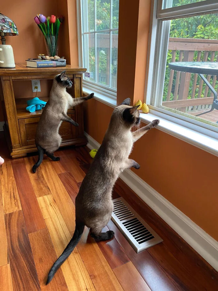 The Squirrel Spotters