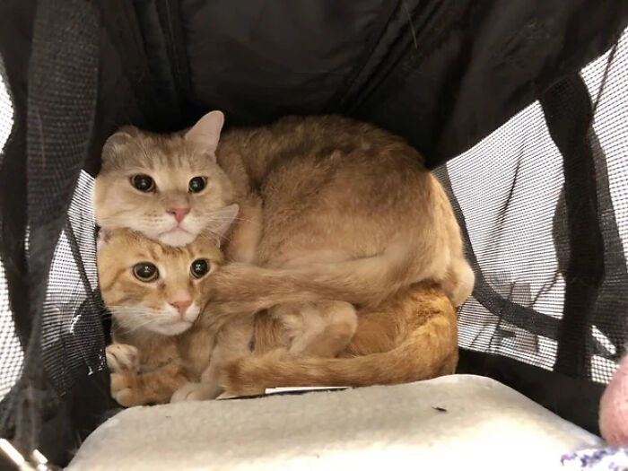 Vet Visit = Instant Drama