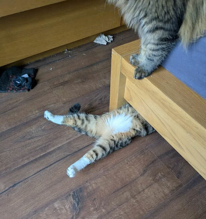 Mini Mechanic and His Boss