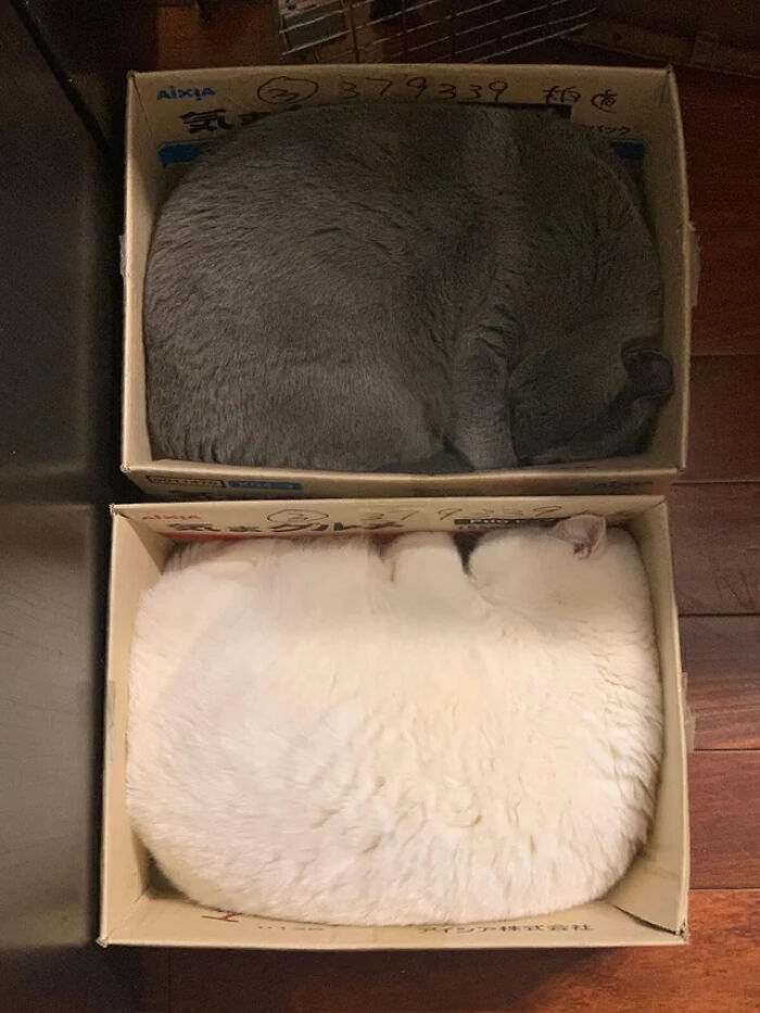 The Perfect Cat Fit