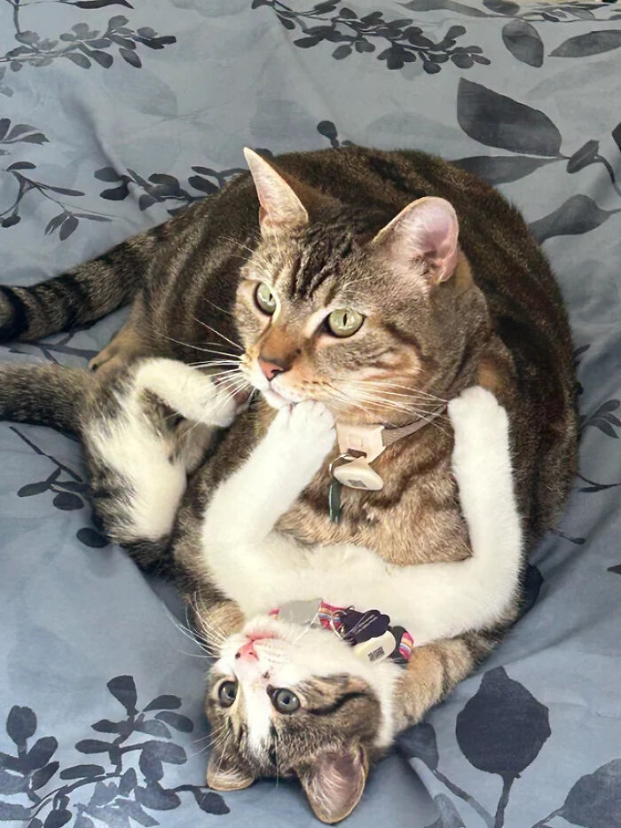 Big Brother’s Instant Love For Little Sis