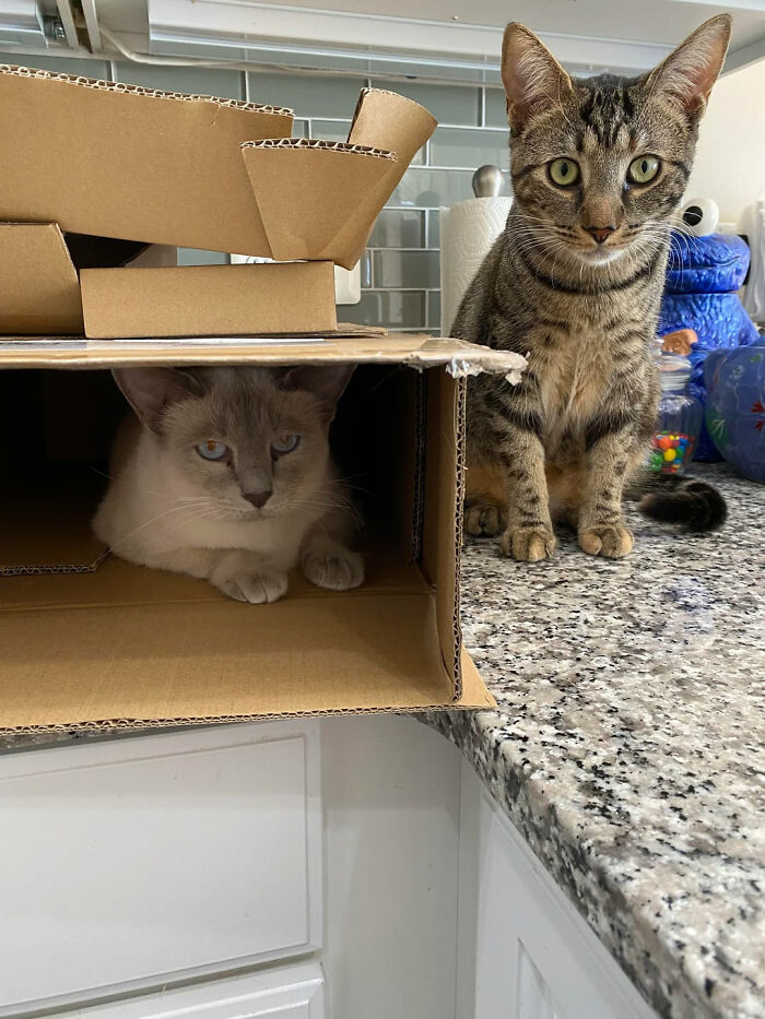 Boxes: The Ultimate Cat Playground