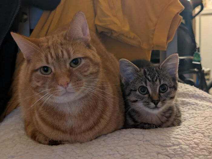 Why Doesn’t Big Cat Eat Little Cat?