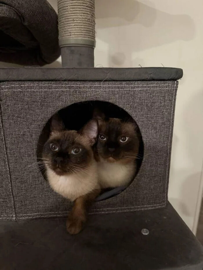 Double Trouble Siamese