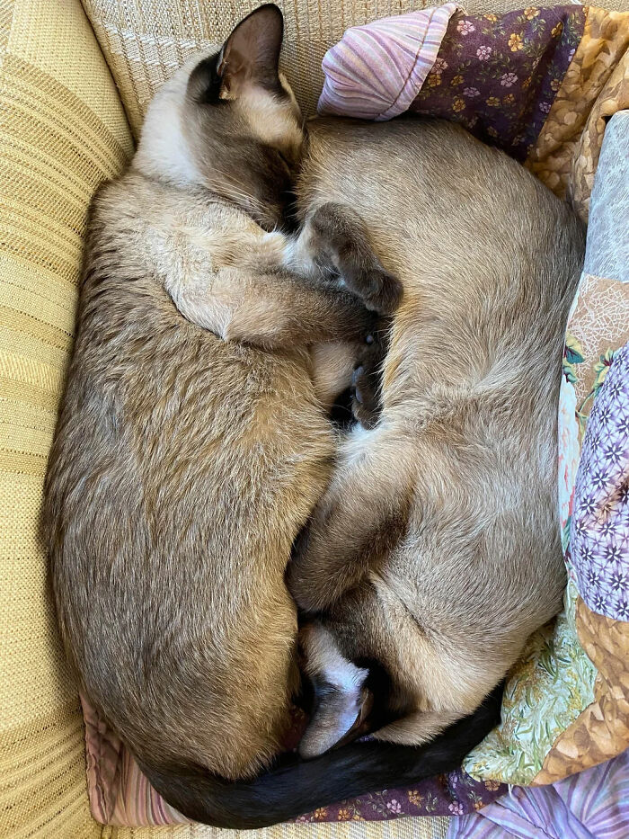 Napping Professionals