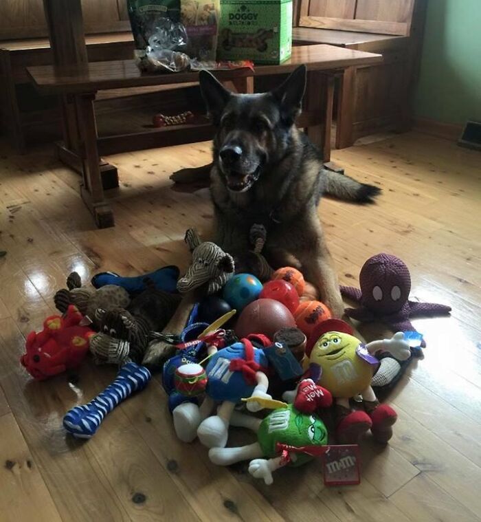 This Police Dog Got a Retirement Party Packed with Presents from Fans