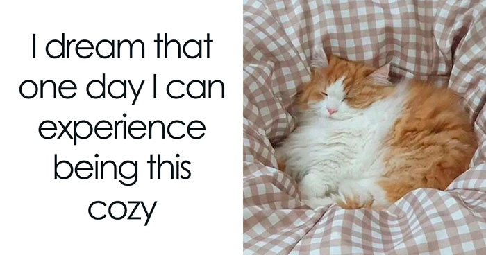 Wait, They Actually Ranked That?! 50 Cat Memes That’ll Crack You Up