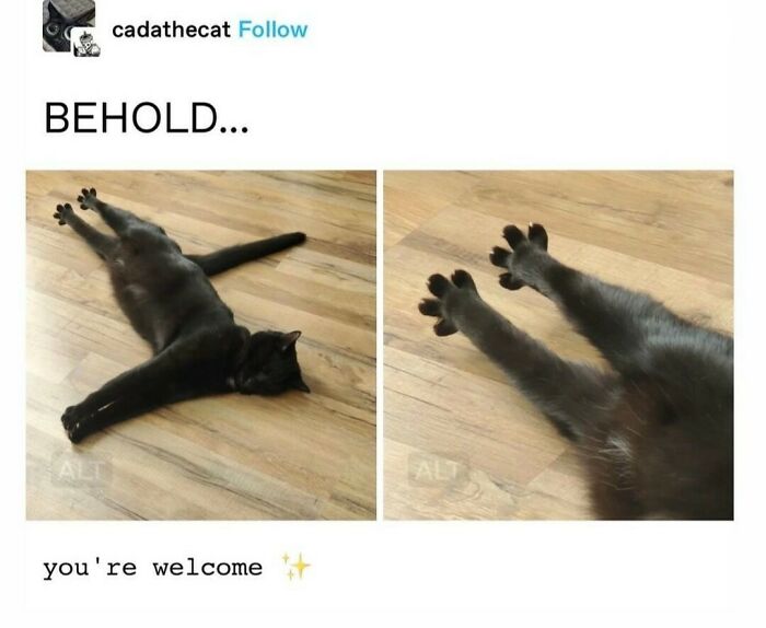 Wait, They Actually Ranked That?! 50 Cat Memes That’ll Crack You Up