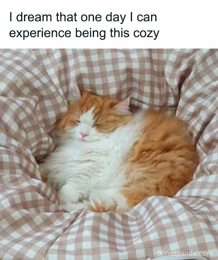 Wait, They Actually Ranked That?! 50 Cat Memes That’ll Crack You Up