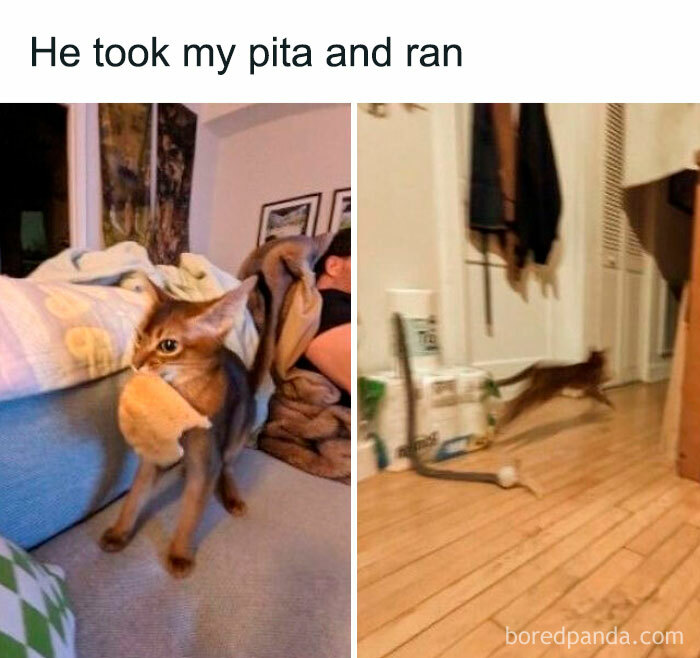 Wait, They Actually Ranked That?! 50 Cat Memes That’ll Crack You Up