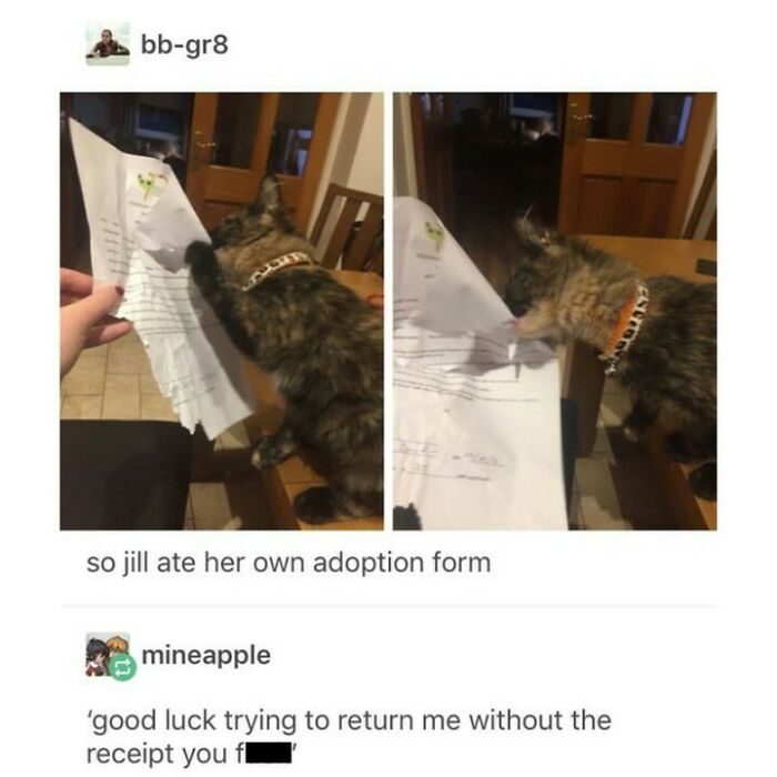 Wait, They Actually Ranked That?! 50 Cat Memes That’ll Crack You Up