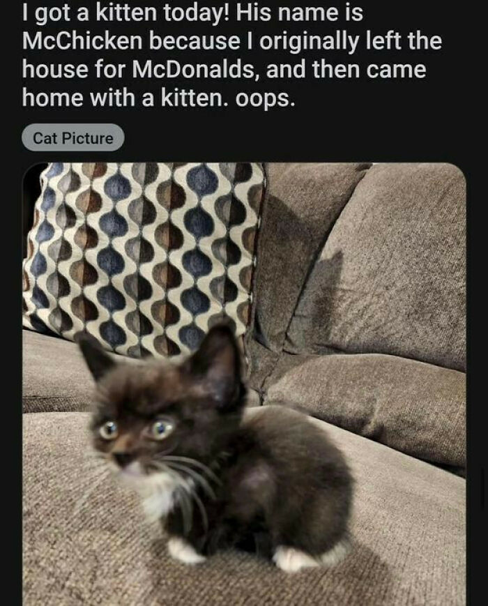 Wait, They Actually Ranked That?! 50 Cat Memes That’ll Crack You Up