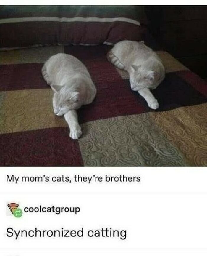 Wait, They Actually Ranked That?! 50 Cat Memes That’ll Crack You Up