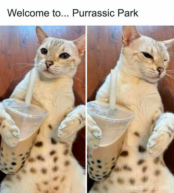 Wait, They Actually Ranked That?! 50 Cat Memes That’ll Crack You Up