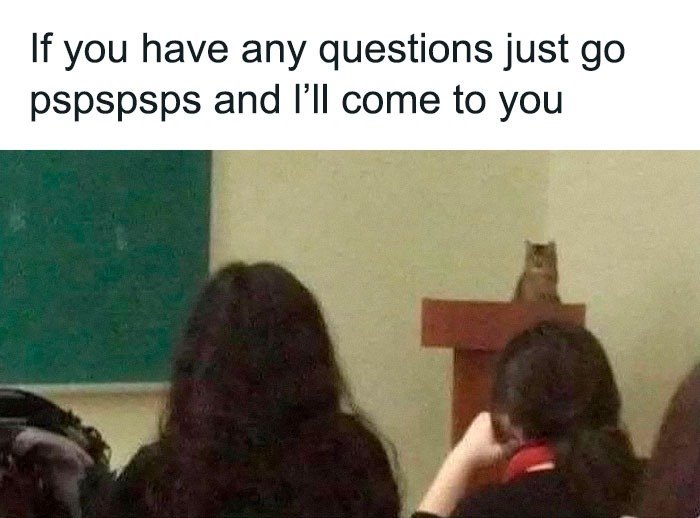 Wait, They Actually Ranked That?! 50 Cat Memes That’ll Crack You Up