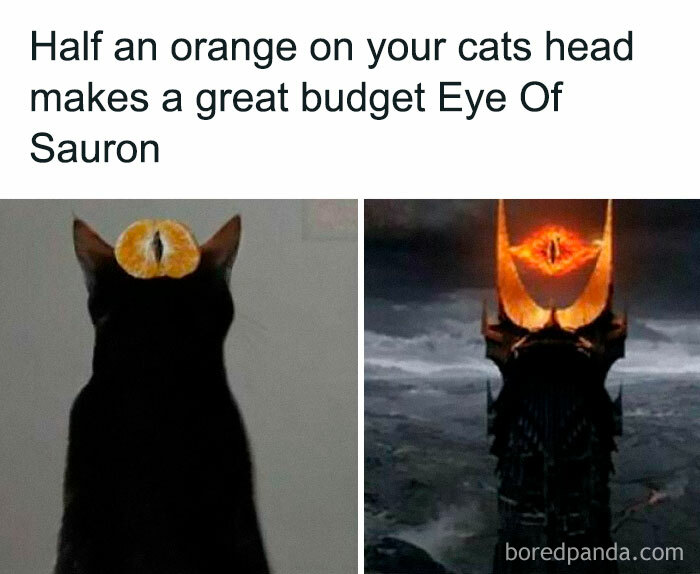 Wait, They Actually Ranked That?! 50 Cat Memes That’ll Crack You Up
