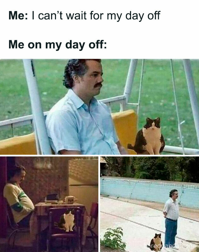 Wait, They Actually Ranked That?! 50 Cat Memes That’ll Crack You Up