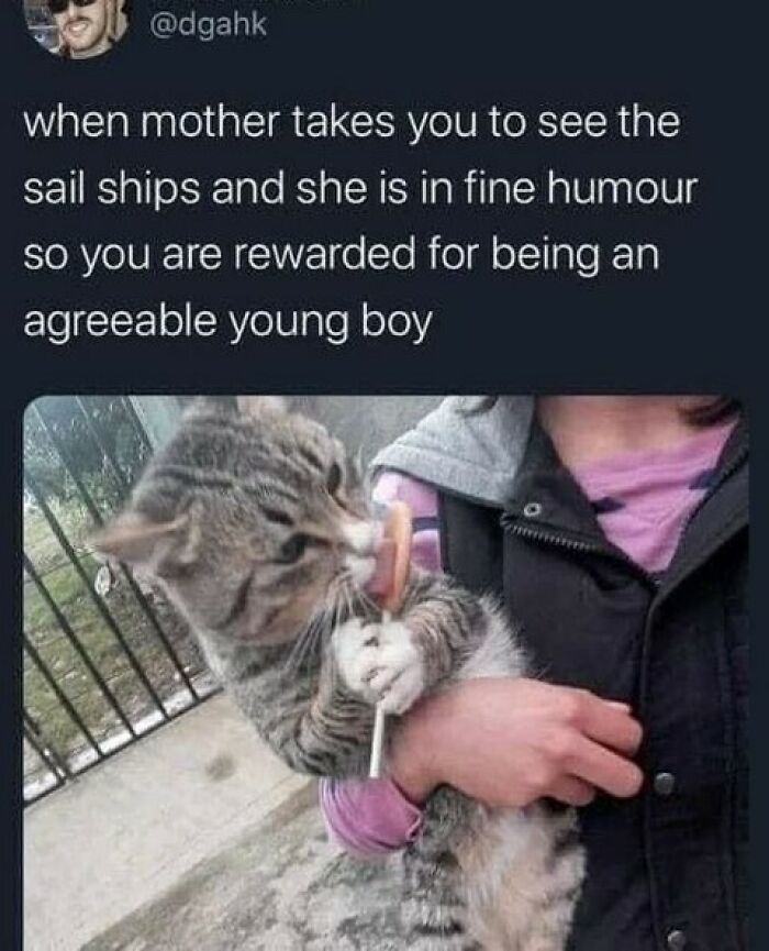 Wait, They Actually Ranked That?! 50 Cat Memes That’ll Crack You Up