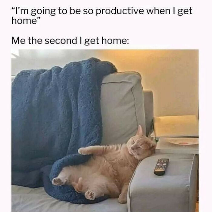 Wait, They Actually Ranked That?! 50 Cat Memes That’ll Crack You Up