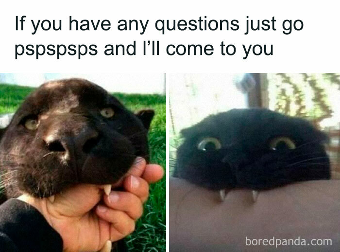 Wait, They Actually Ranked That?! 50 Cat Memes That’ll Crack You Up