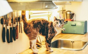 Pets Caught Red-Pawed: Show Us Your Naughty Furballs!