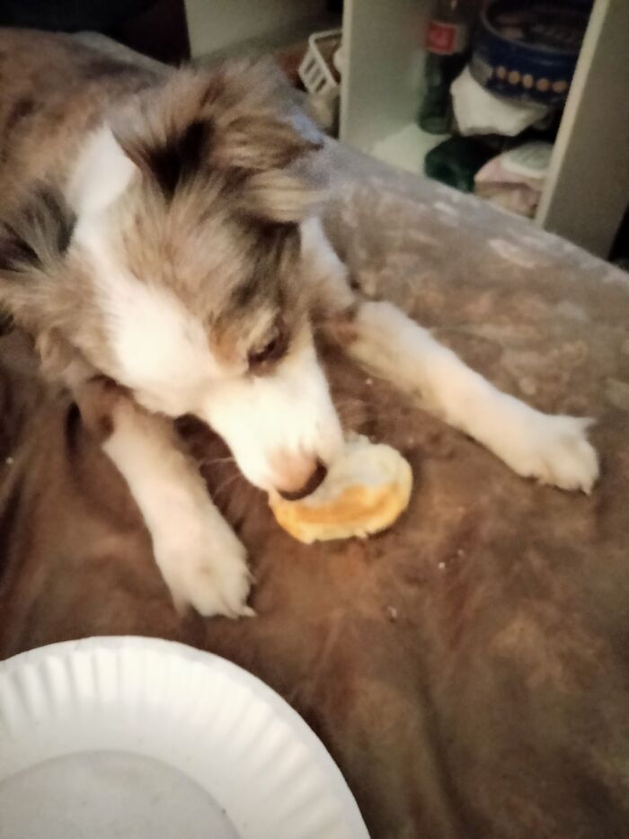 Melvin, The Great Biscuit Bandit