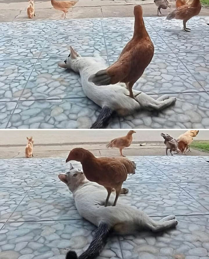 41 Animal Pics That Will Totally Brighten Your Day (Seriously)