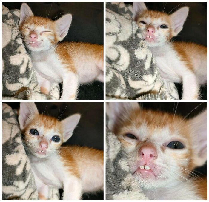 41 Animal Pics That Will Totally Brighten Your Day (Seriously)