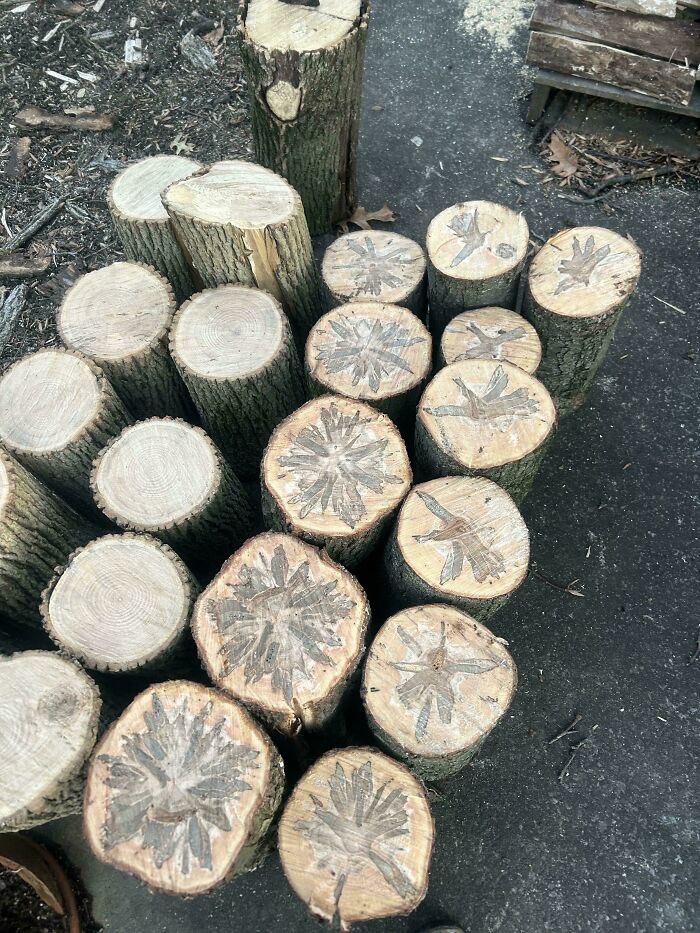 Cut Down a Tree Today and Found Crazy Swirly Designs Inside!