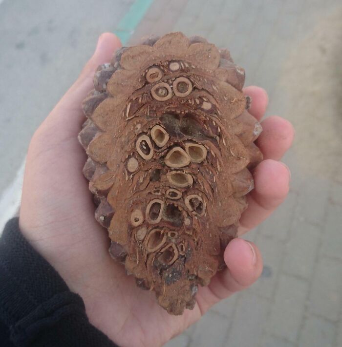 The Inside of a Pine Cone — Way Cooler Than You Thought!