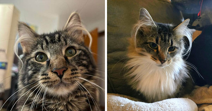 Wait, These Kittens Have Ear Hair?! Prepare for Maximum Cuteness!