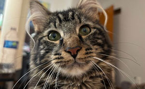 Wait, These Kittens Have Ear Hair?! Prepare for Maximum Cuteness!