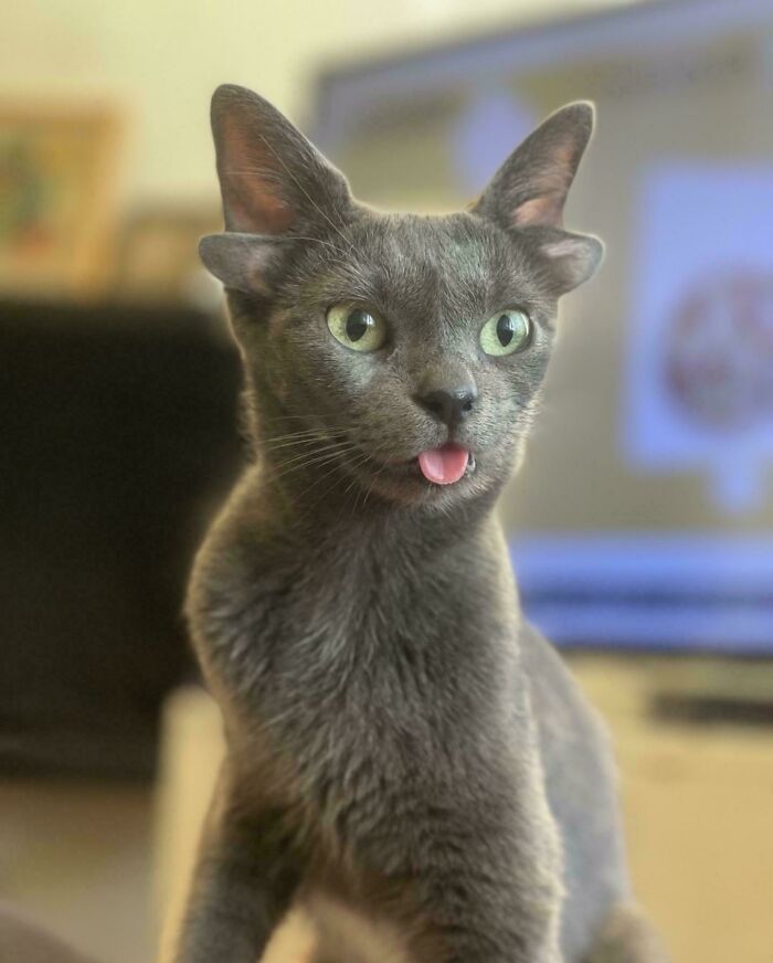 The Ultimate Queen of Ear Fluff