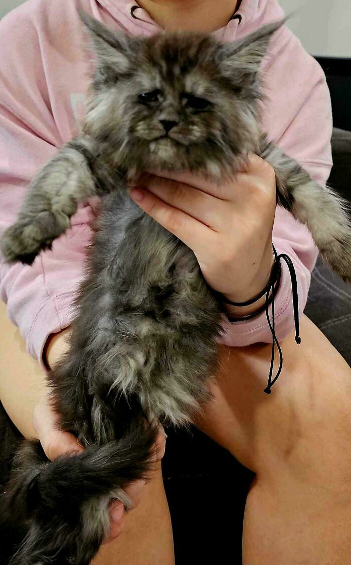 Meet Havik: Our Incoming Ear-Fluff Rockstar