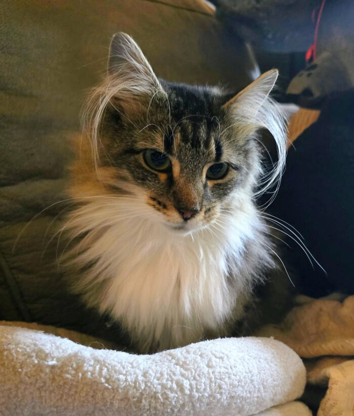 Fae’s Rockin’ the Pigtails Look