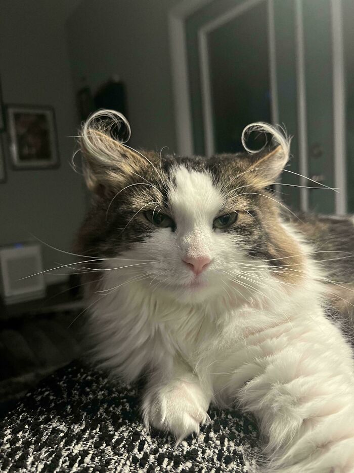 Turkey Isn’t Just a Feast, She's a TNR Star