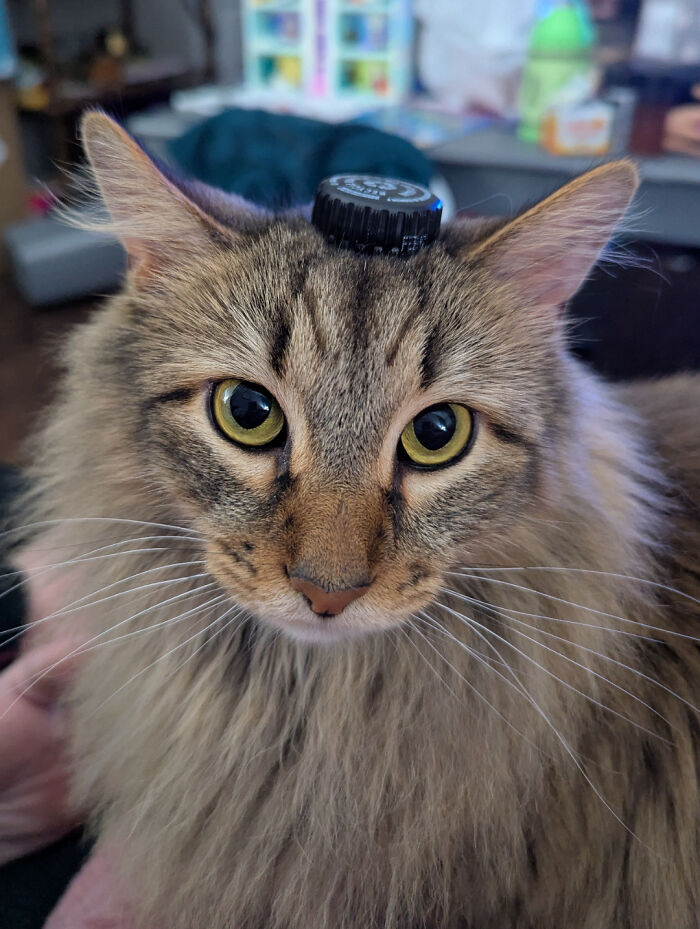 Bottle Cap of Shame? More Like Crown of Cool