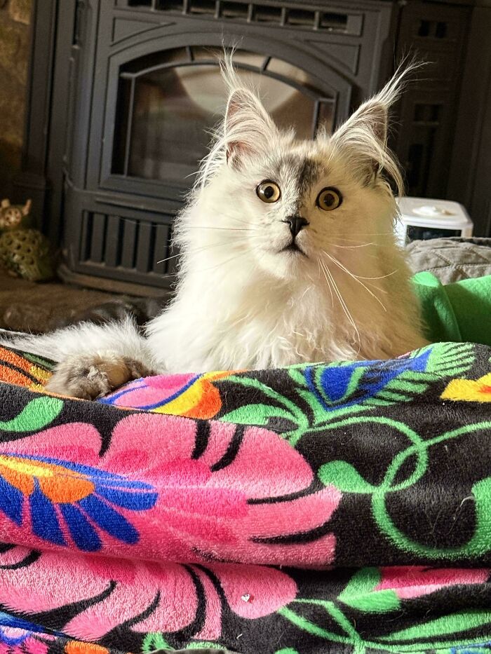 Warlock’s Ear Fluff Will Blow Your Mind