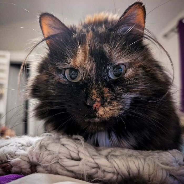 Scarlett’s Having a Fantastic Ear Hair Day