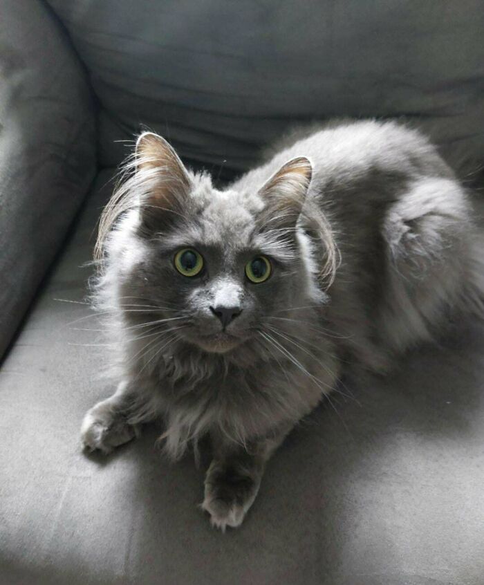 Say Hello to This Distinguished Little Guy