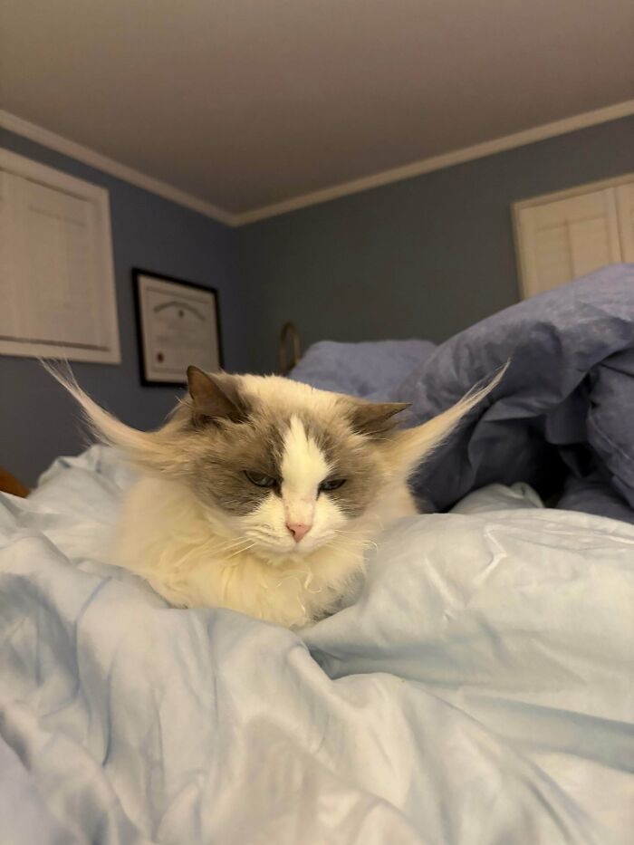 Flying High With Those Ears