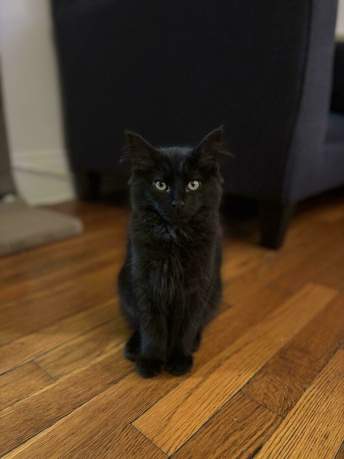 Adopted and Already Ear Hair Famous