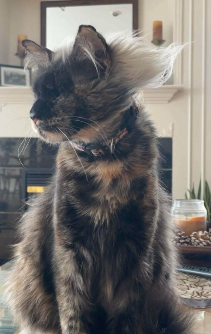 Distinguished Little Sweetheart Alert