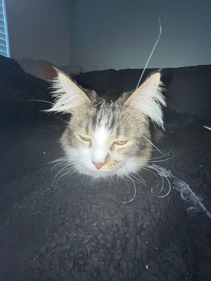 Fridge’s Ear Floof Is Too Cool for School