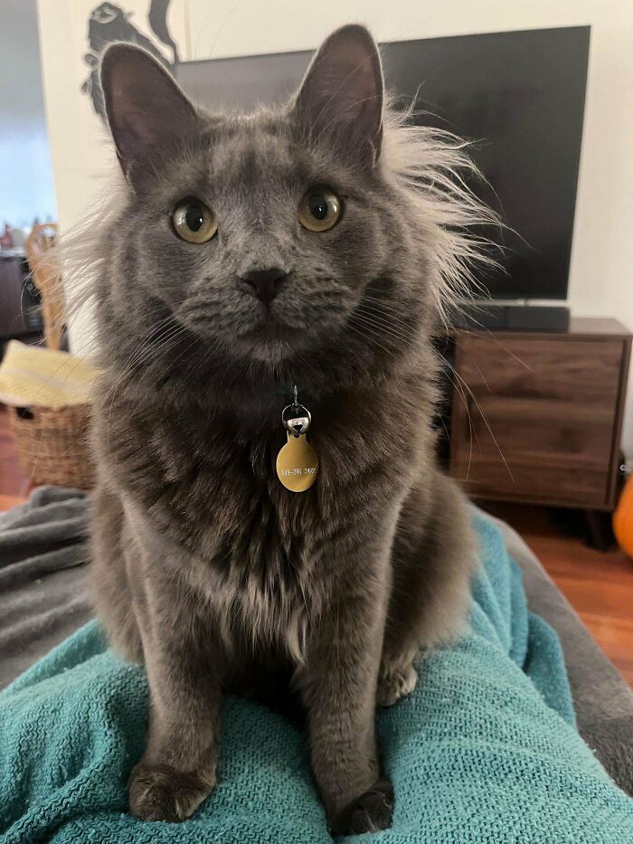 Smokey’s Ear Fluff Is Steamy Hot