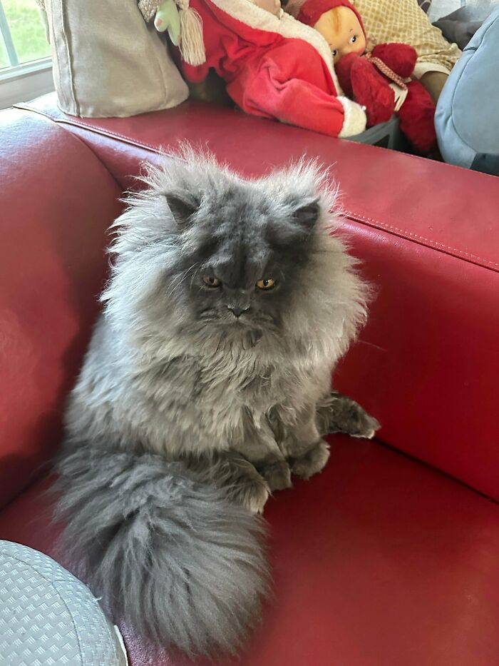 Arson’s Ear Furnishings Are on Fire (In a Good Way)