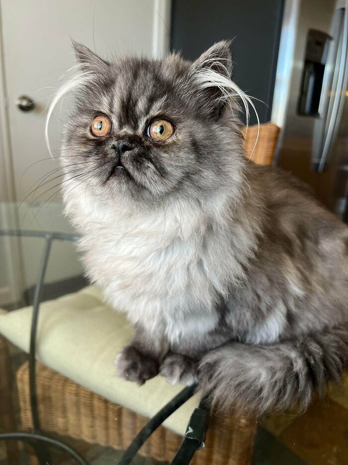 How Long Can These Ear Hairs Get? Asking for a Friend