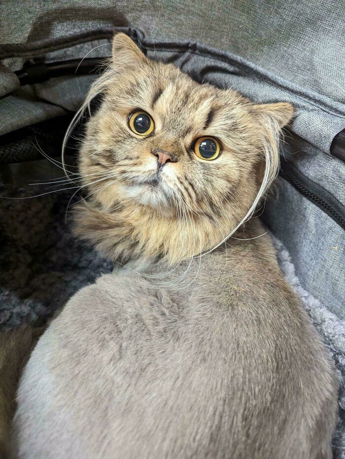 Cat Groomer Approves These Ear Furnishings